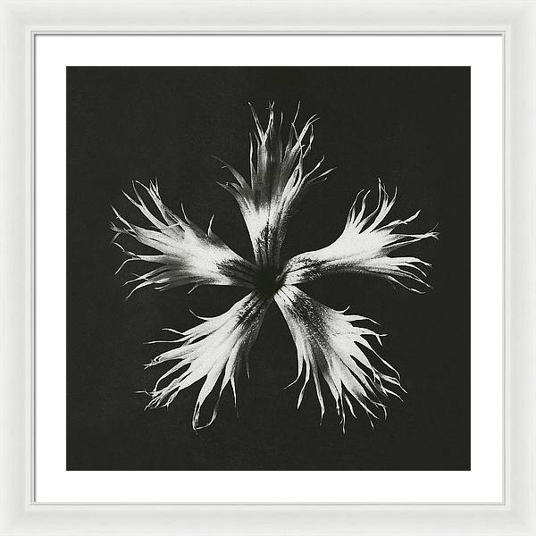 Herbarium, Plate 25, c1920 / Art Photo - Framed Print