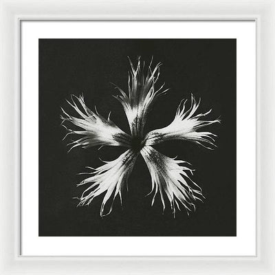 Herbarium, Plate 25, c1920 / Art Photo - Framed Print