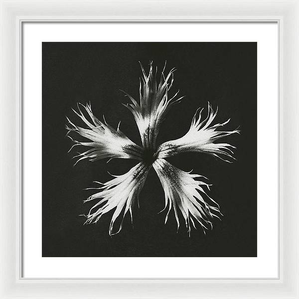 Herbarium, Plate 25, c1920 / Art Photo - Framed Print