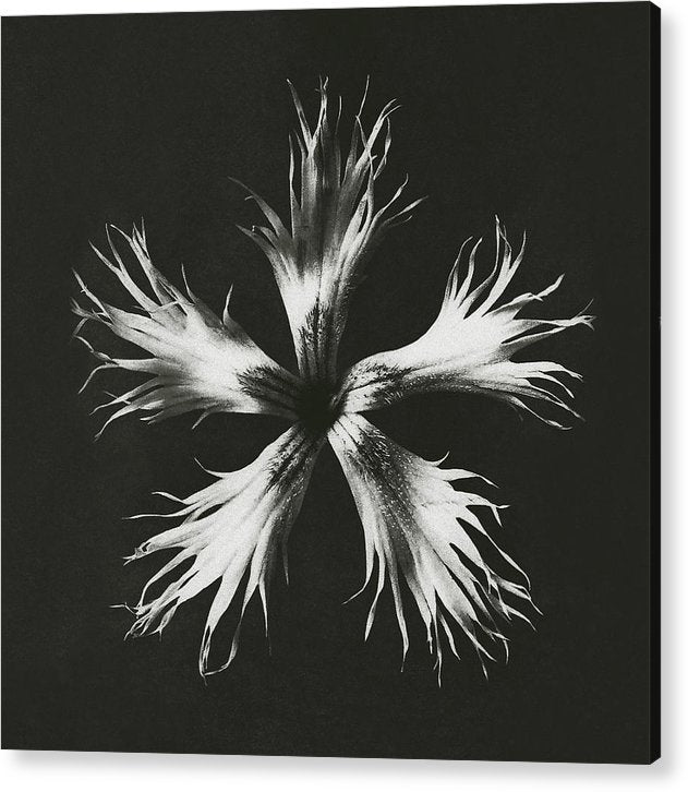 Herbarium, Plate 25, c1920 / Art Photo - Acrylic Print