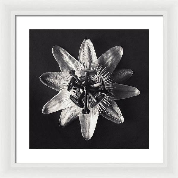 Herbarium, Plate 26, c1920 / Art Photo - Framed Print