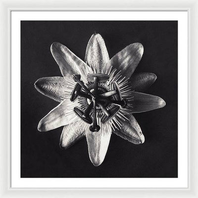 Herbarium, Plate 26, c1920 / Art Photo - Framed Print