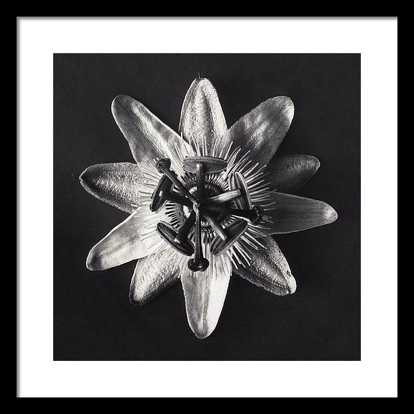 Herbarium, Plate 26, c1920 / Art Photo - Framed Print