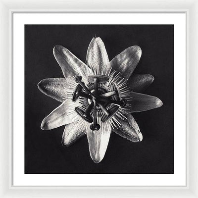 Herbarium, Plate 26, c1920 / Art Photo - Framed Print