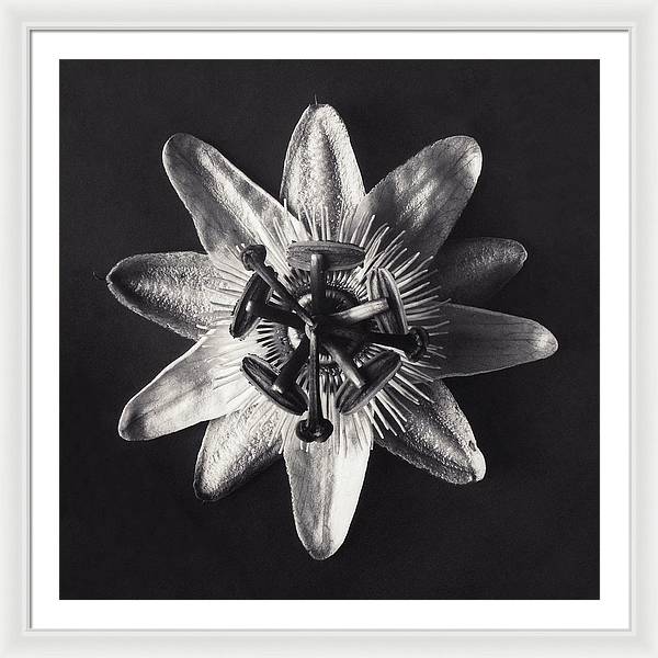 Herbarium, Plate 26, c1920 / Art Photo - Framed Print