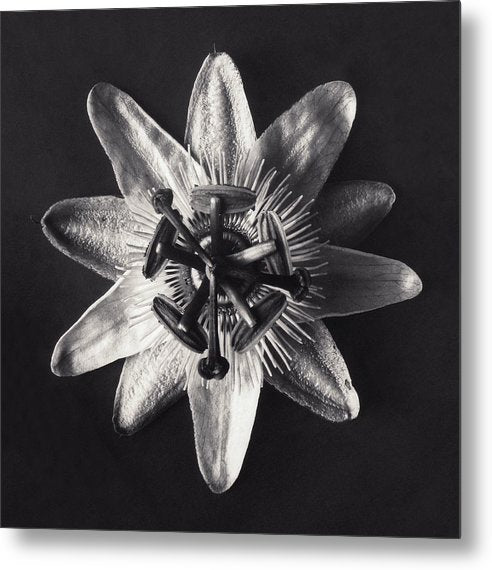 Herbarium, Plate 26, c1920 / Art Photo - Metal Print