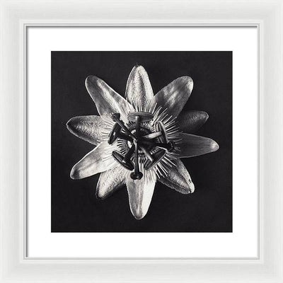 Herbarium, Plate 26, c1920 / Art Photo - Framed Print