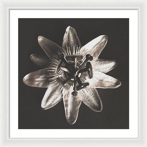 Herbarium, Plate 27, c1920 / Art Photo - Framed Print