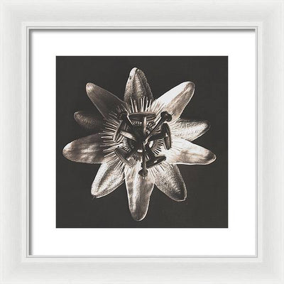 Herbarium, Plate 27, c1920 / Art Photo - Framed Print