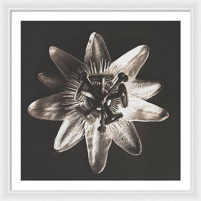 Herbarium, Plate 27, c1920 / Art Photo - Framed Print