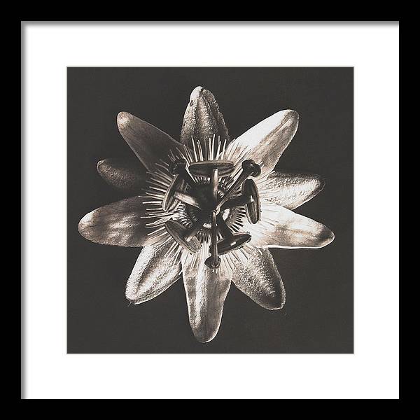 Herbarium, Plate 27, c1920 / Art Photo - Framed Print