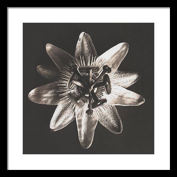 Herbarium, Plate 27, c1920 / Art Photo - Framed Print