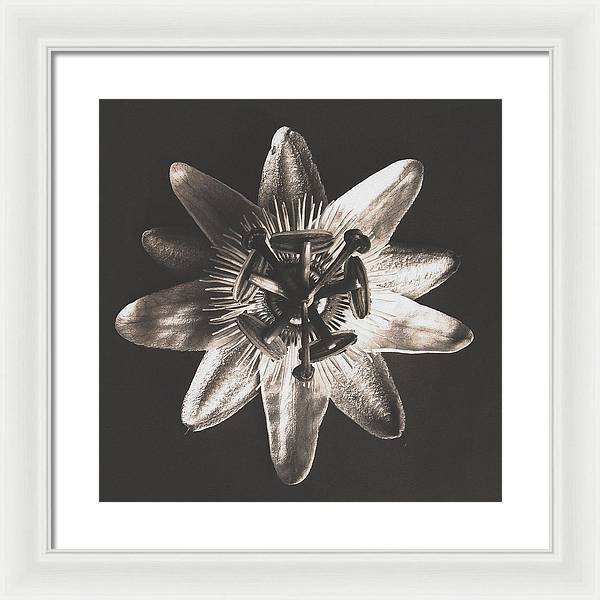 Herbarium, Plate 27, c1920 / Art Photo - Framed Print