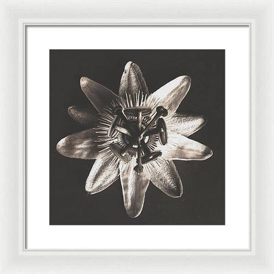 Herbarium, Plate 27, c1920 / Art Photo - Framed Print