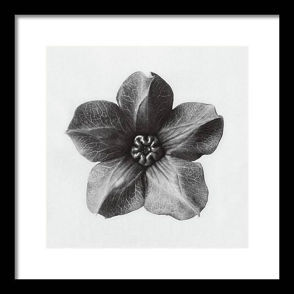 Herbarium, Plate 29, c1920 / Art Photo - Framed Print