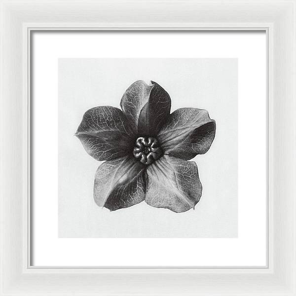 Herbarium, Plate 29, c1920 / Art Photo - Framed Print