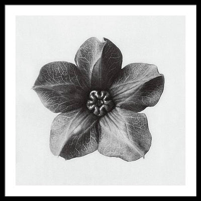 Herbarium, Plate 29, c1920 / Art Photo - Framed Print