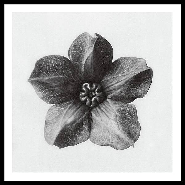 Herbarium, Plate 29, c1920 / Art Photo - Framed Print