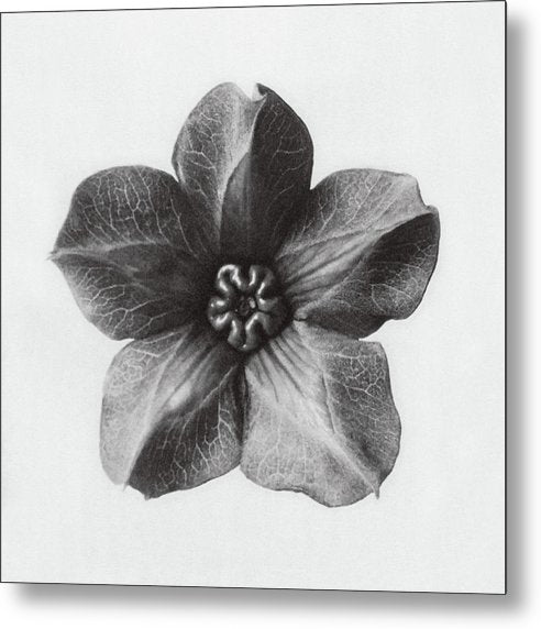 Herbarium, Plate 29, c1920 / Art Photo - Metal Print