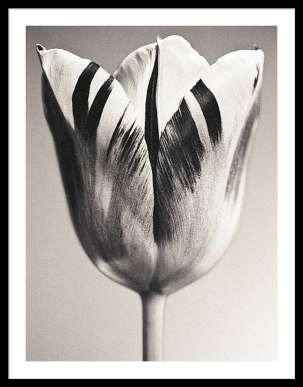 Herbarium, Plate 3, c1928 / Art Photo - Framed Print