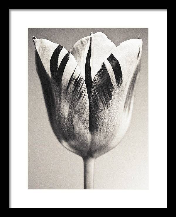 Herbarium, Plate 3, c1928 / Art Photo - Framed Print