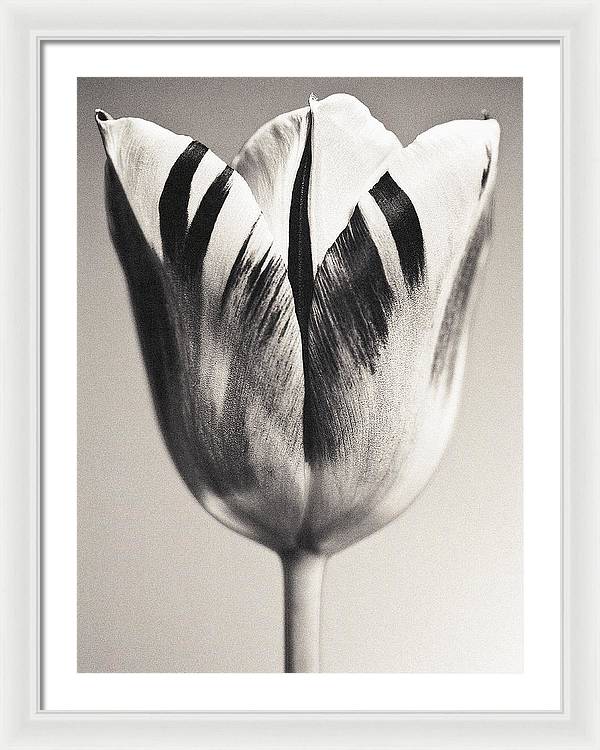 Herbarium, Plate 3, c1928 / Art Photo - Framed Print