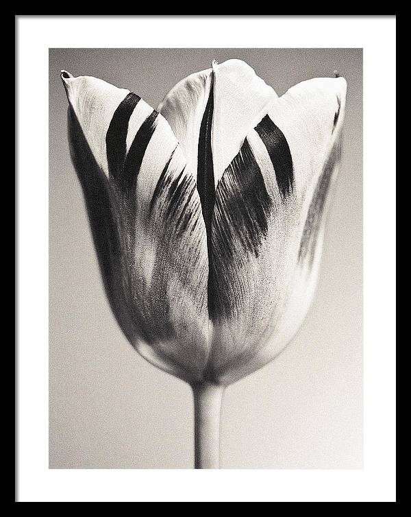 Herbarium, Plate 3, c1928 / Art Photo - Framed Print