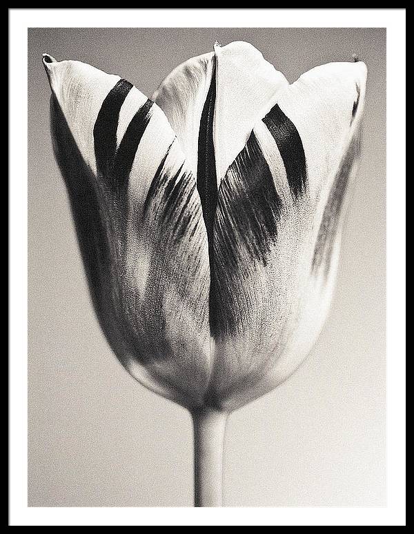 Herbarium, Plate 3, c1928 / Art Photo - Framed Print