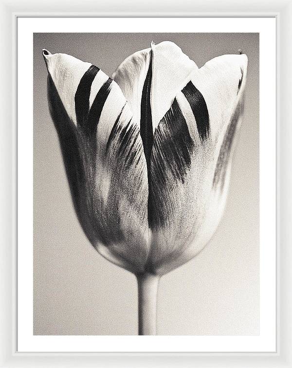 Herbarium, Plate 3, c1928 / Art Photo - Framed Print