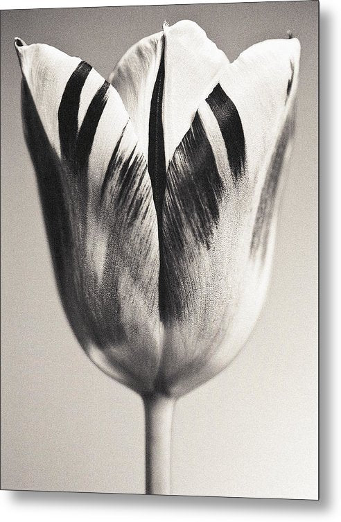 Herbarium, Plate 3, c1928 / Art Photo - Metal Print