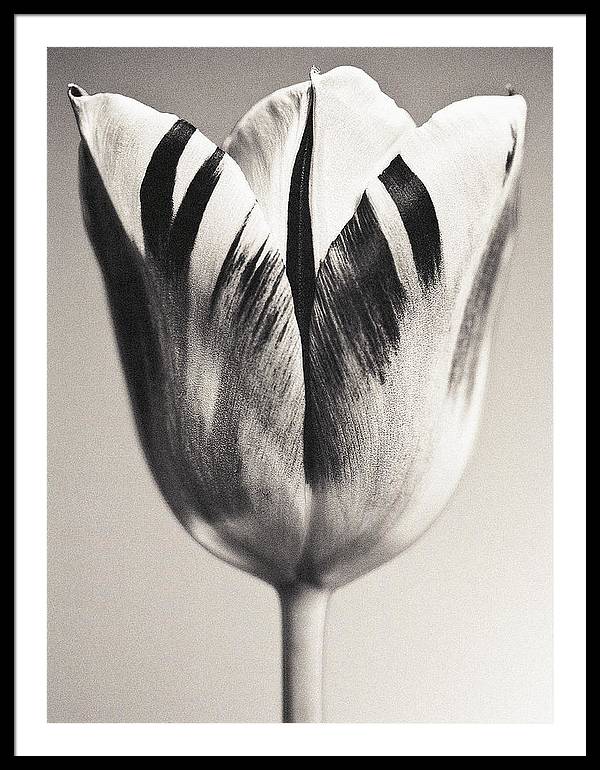 Herbarium, Plate 3, c1928 / Art Photo - Framed Print