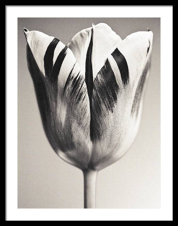 Herbarium, Plate 3, c1928 / Art Photo - Framed Print