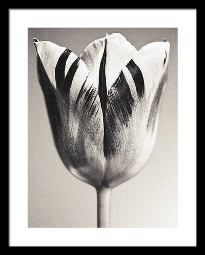 Herbarium, Plate 3, c1928 / Art Photo - Framed Print