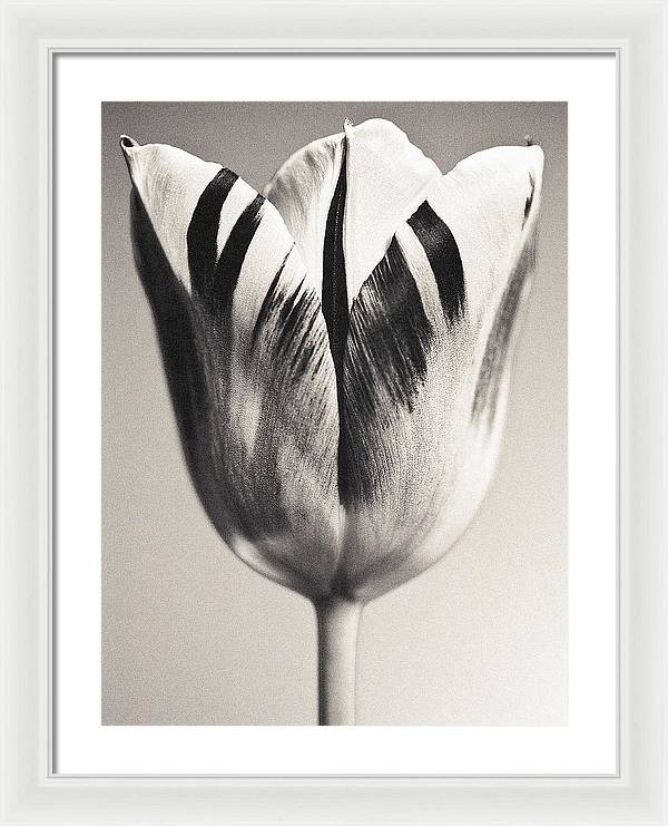 Herbarium, Plate 3, c1928 / Art Photo - Framed Print