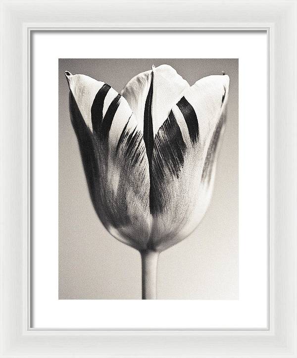 Herbarium, Plate 3, c1928 / Art Photo - Framed Print