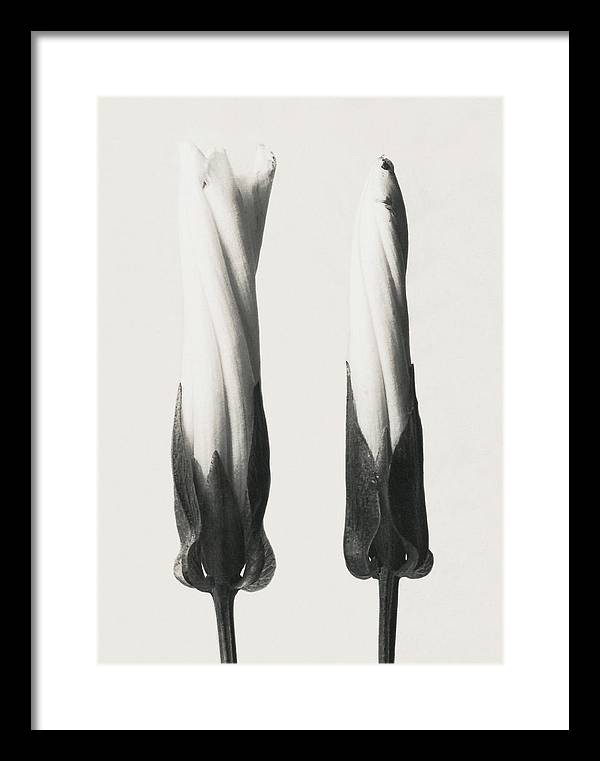 Herbarium, Plate 32, 1928 / Art Photo - Framed Print