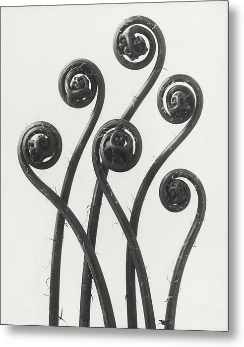 Herbarium, Plate 33, c1920 / Art Photo - Metal Print