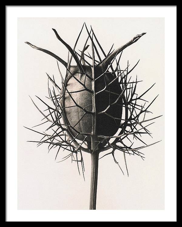 Herbarium, Plate 38, c1920 / Art Photo - Framed Print