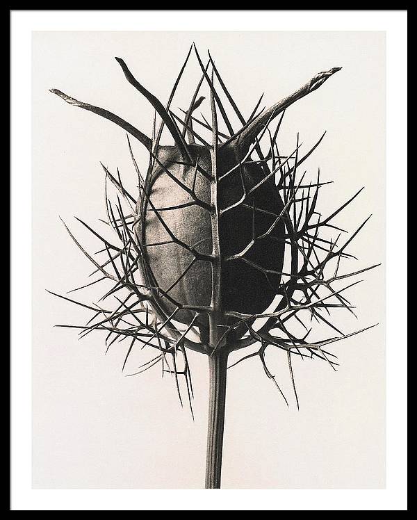 Herbarium, Plate 38, c1920 / Art Photo - Framed Print