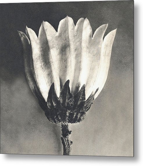 Herbarium, Plate 39, c1920 / Art Photo - Metal Print