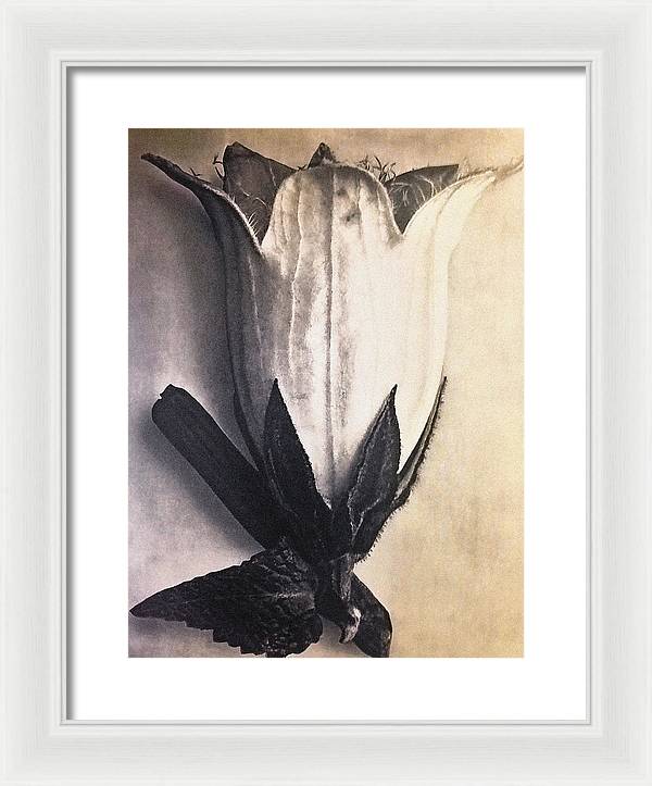 Herbarium, Plate 4, c1920 / Art Photo - Framed Print