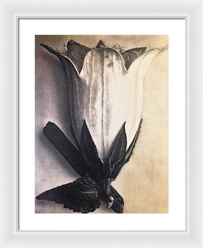 Herbarium, Plate 4, c1920 / Art Photo - Framed Print