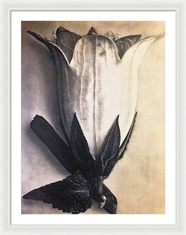 Herbarium, Plate 4, c1920 / Art Photo - Framed Print