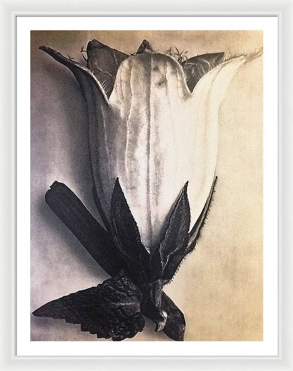 Herbarium, Plate 4, c1920 / Art Photo - Framed Print