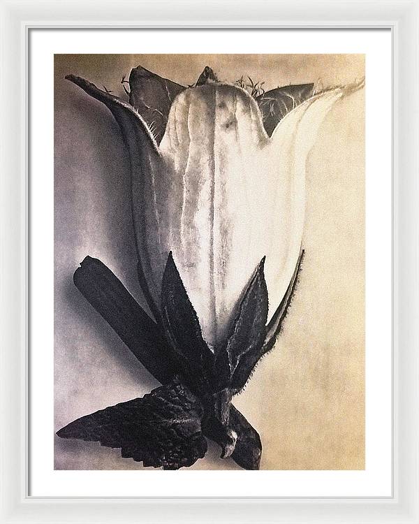 Herbarium, Plate 4, c1920 / Art Photo - Framed Print