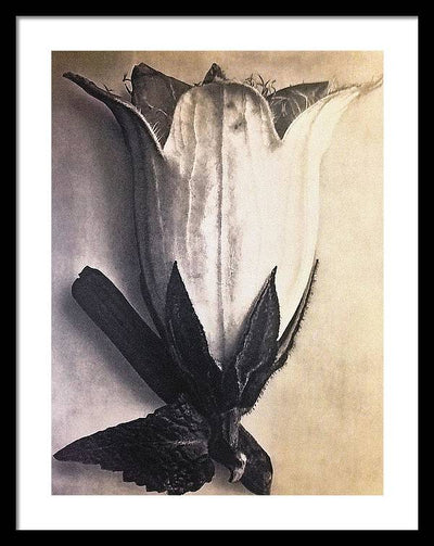 Herbarium, Plate 4, c1920 / Art Photo - Framed Print