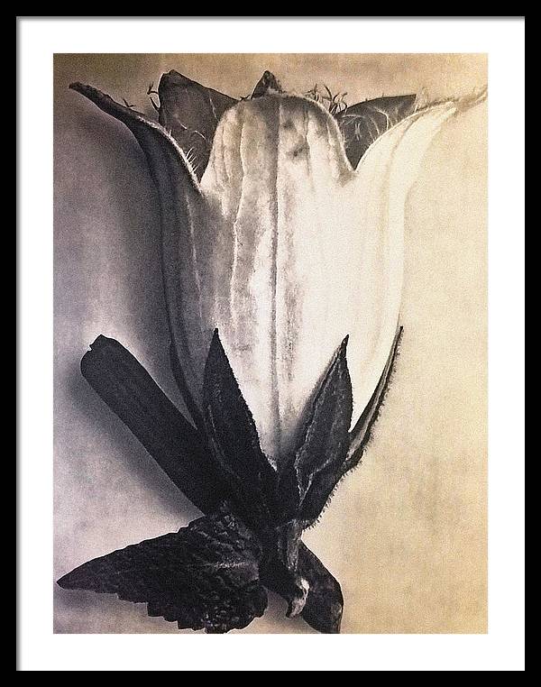 Herbarium, Plate 4, c1920 / Art Photo - Framed Print