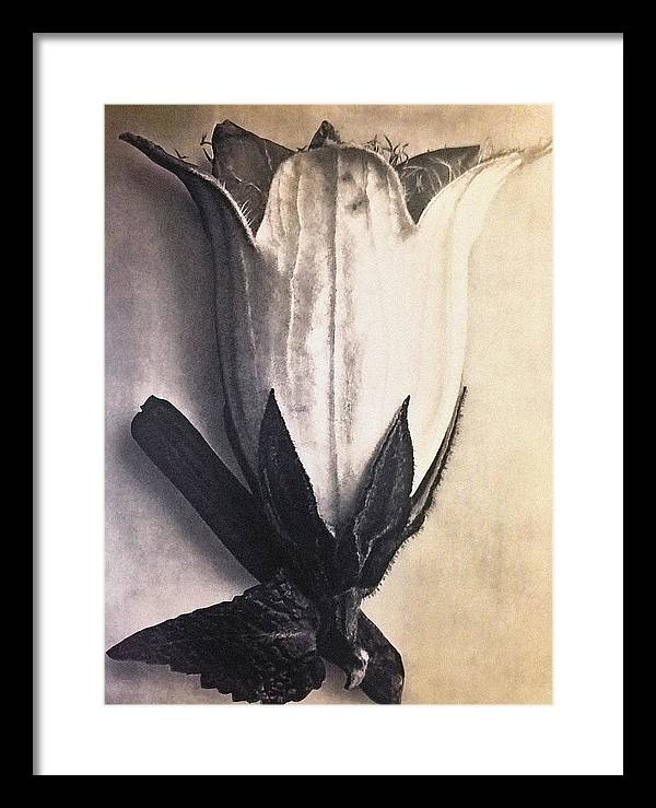 Herbarium, Plate 4, c1920 / Art Photo - Framed Print