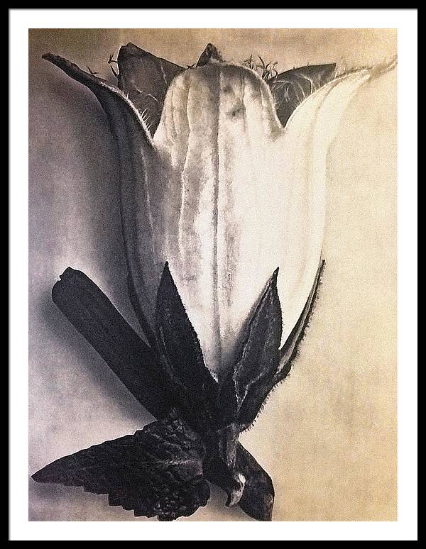 Herbarium, Plate 4, c1920 / Art Photo - Framed Print