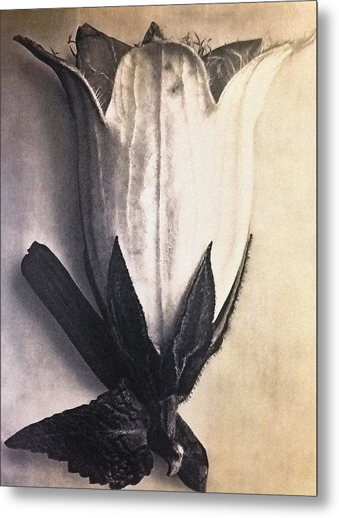 Herbarium, Plate 4, c1920 / Art Photo - Metal Print